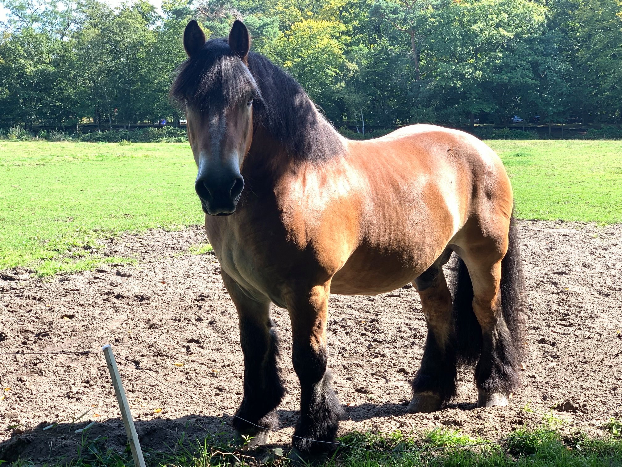 Ardenne Horse